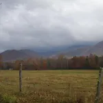 Bearly Wait