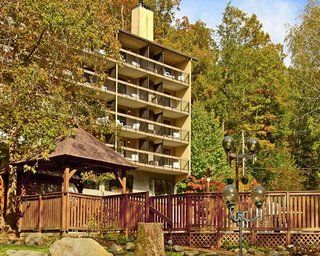 Tree Tops