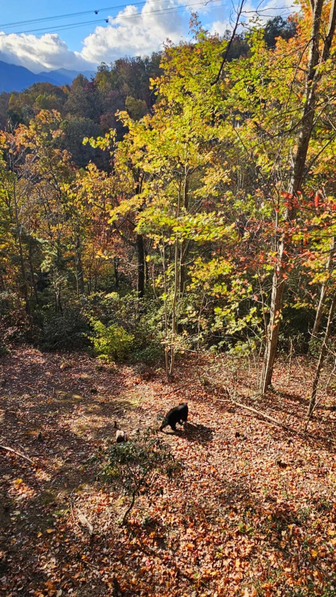Chalet Southern Oak At Village - 5 Minutes From And National Park Gatlinburg